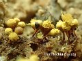 Hemitrichia clavata-amf2017-1